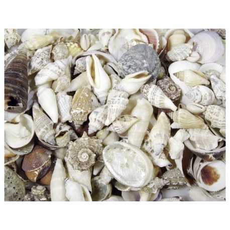 Coquillage 250g nat.2