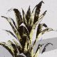 Carnet A5 pointillé RVS Pineapple