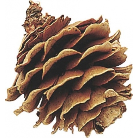 Pommes De Mélèze Naturelles - Paquet De 250g (environ 200 Pièces) - Pour Loisirs Créatifs, Décoration - Taille 1-3 Cm