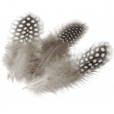 Plumes pintade 5cm nature f. 20pc