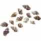 Coquillage marron 25g