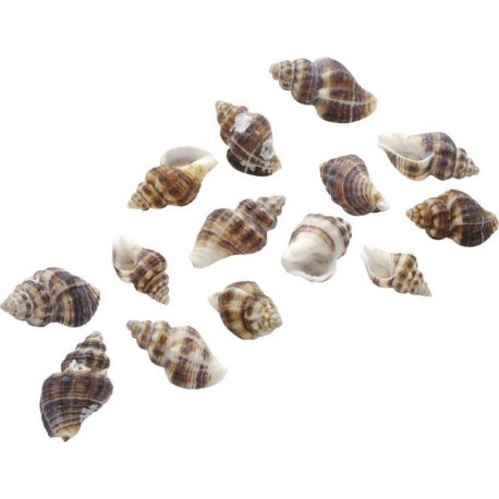 Coquillage marron 25g
